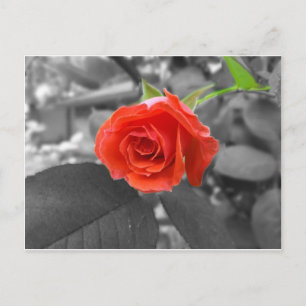 Eine Rose der Hoffnung Postkarte