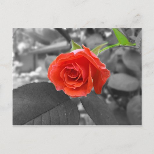 Eine Rose der Hoffnung Postkarte (Vorderseite)