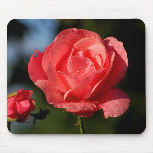 Eine Rose für die Liebste.... Mousepad (Vorne)