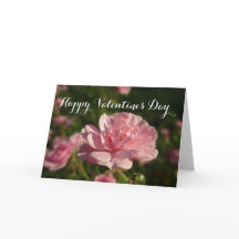 Eine Rose für eine Rose zum Valentinstag