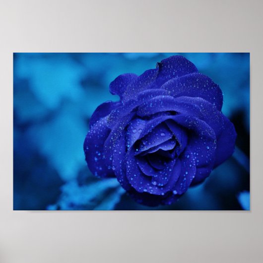 Eine Rose in blauer Haze Poster (Vorne)