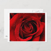 Eine Rose in der Bloom Postcard Postkarte (Vorne/Hinten)