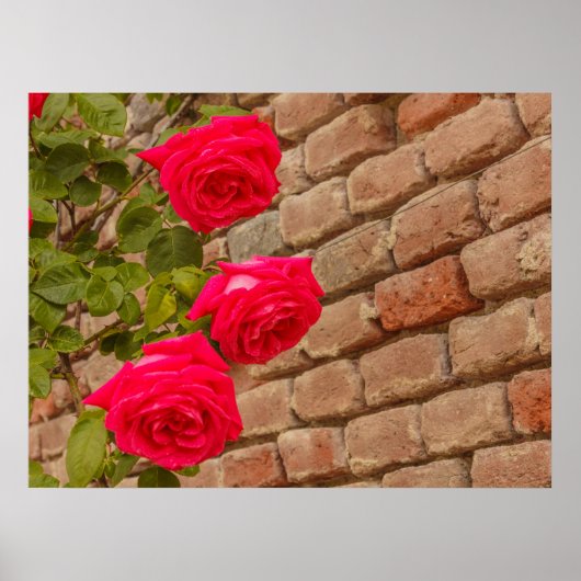 eine Rose klettert auf ein Backsteinwandposter Poster (Vorne)