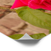 eine Rose klettert auf ein Backsteinwandposter Poster (Ecke)