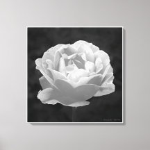 Eine Rose mit beliebigem Namen..., Fine Art