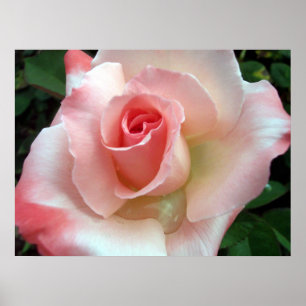 Eine Rose mit einem anderen Namen. Poster