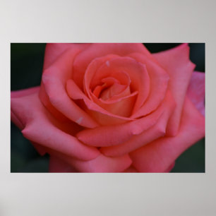 Eine Rose mit einem anderen Namen Poster