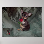 Eine Rose mit einer rote Rose Poster (Vorne)