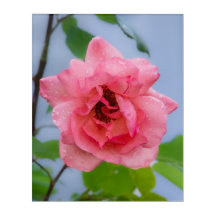 Eine Rose nach dem Regen Acryl-Wandkunst