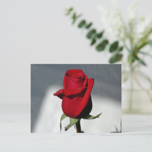 Eine Rose Postkarte (Stehend Vorderseite)