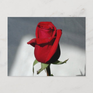 Eine Rose Postkarte