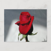 Eine Rose Postkarte (Vorderseite)