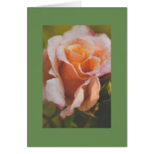 Eine Rose unter dem Regen