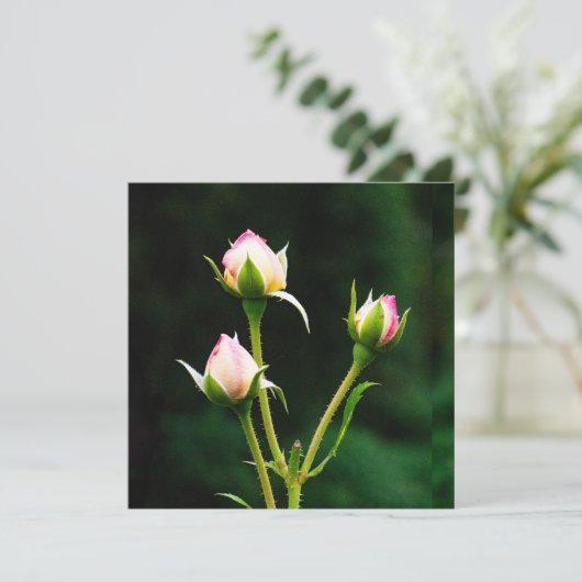 Eine Rosenbude-Blume (Stehend Vorderseite)