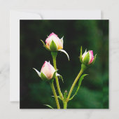 Eine Rosenbude-Blume (Vorderseite)