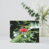 Eine rote Blume namens Phoenix Postkarte (Stehend Vorderseite)