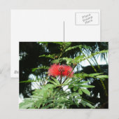 Eine rote Blume namens Phoenix Postkarte (Vorne/Hinten)
