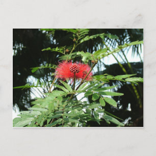 Eine rote Blume namens Phoenix Postkarte