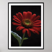 eine rote Daisy Links Seite auf schwarz, Poster (Vorne)