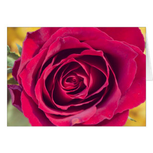 Eine rote Rose
