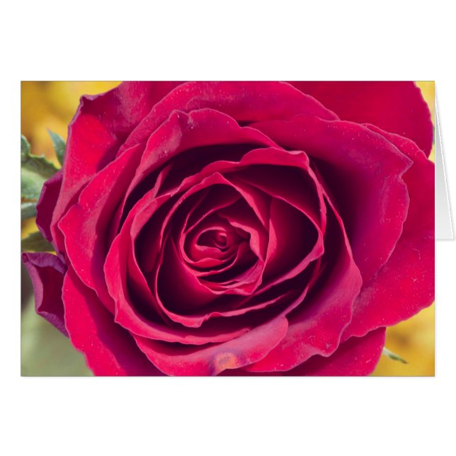 Eine rote Rose (Vorderseite (Horizontal))