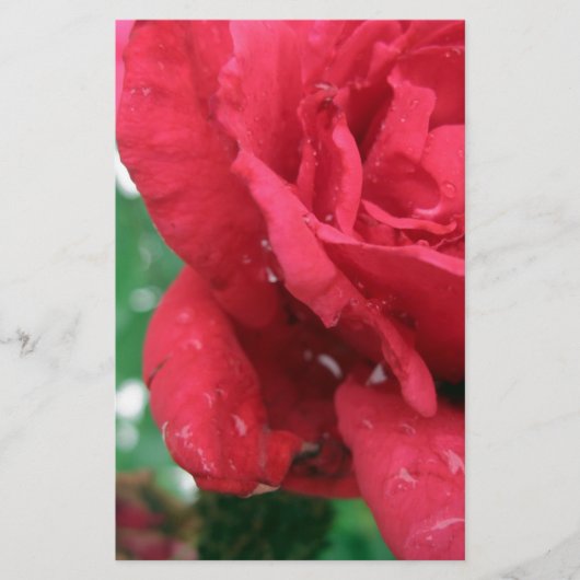 Eine Rote Rose Briefpapier (Vorderseite)