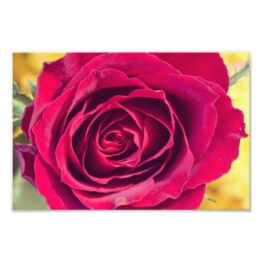 Eine rote Rose Fotodruck (Vorne)