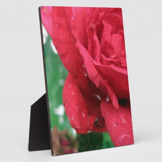 Eine Rote Rose Fotoplatte (Seite)