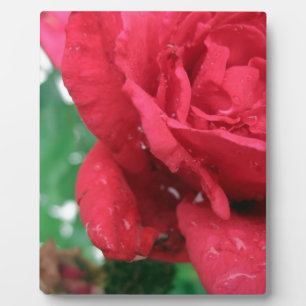 Eine Rote Rose Fotoplatte
