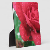 Eine Rote Rose Fotoplatte (Seite)