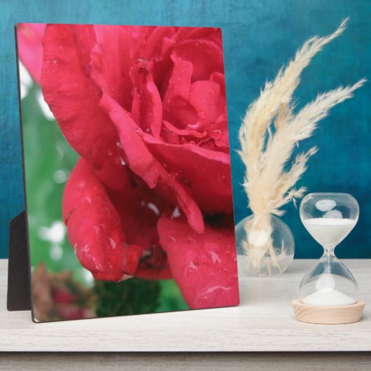 Eine Rote Rose Fotoplatte (Seite)