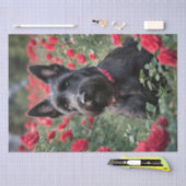 "Eine Rote Rose für den Schwarzen Schottischen Rei Seidenpapier (Handwerk)