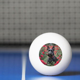 "Eine rote Rose für den schwarzen Scottish Terrier Tischtennisball