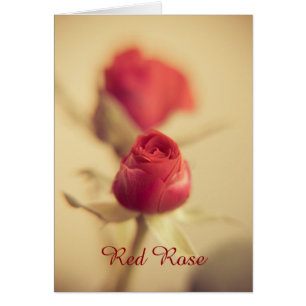 Eine Rote Rose für Ihren...