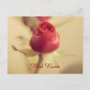Eine rote Rose für Ihren Schatz... Postkarte