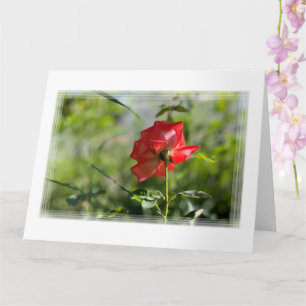 Eine rote Rose Karte