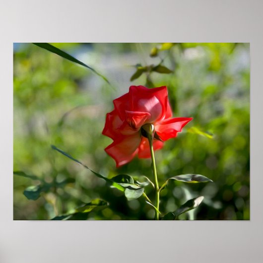 Eine rote Rose Poster (Vorne)