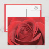 Eine rote Rose Postkarte (Vorne/Hinten)