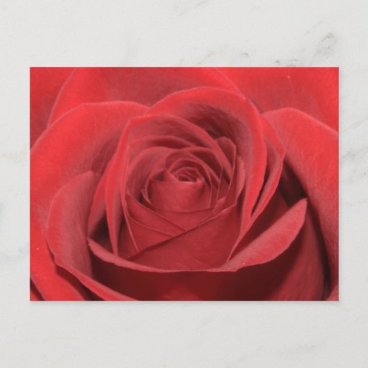 Eine rote Rose Postkarte (Vorderseite)