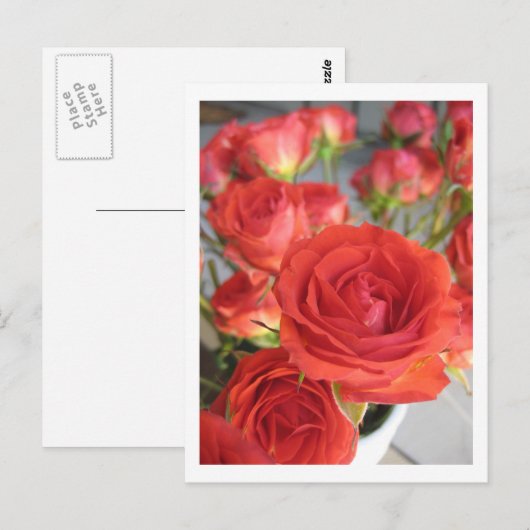 Eine rote Rote Rose Postkarte (Vorne/Hinten)