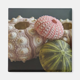 Eine Sammlung hübscher Seeigel Magnet