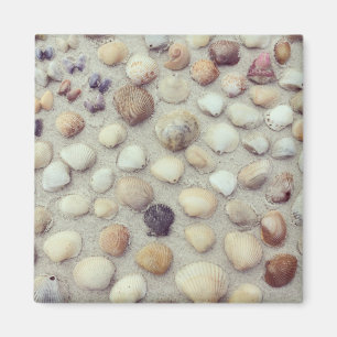 Eine Sammlung Seashells Magnet