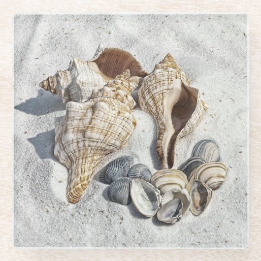 Eine Sammlung von Muscheln im Sand Glasuntersetzer (Vorderseite)