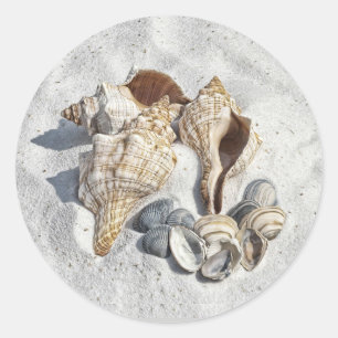 Eine Sammlung von Muscheln im Sand Runder Aufkleber