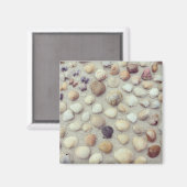 Eine Sammlung von Muscheln Magnet (Vorderseite/Rückseite)