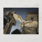 Eine Scheunenschale (Tyto alba) auf einem Friedhof Postkarte (Vorderseite)