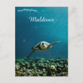 Eine Schildkröte auf den Malediven Postkarte (Vorderseite)