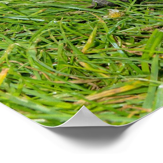 Eine Schildkröte im Gras Poster (Ecke)