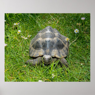 Eine Schildkröte im Gras Poster