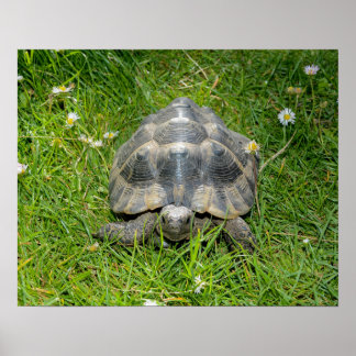 Eine Schildkröte im Gras Poster